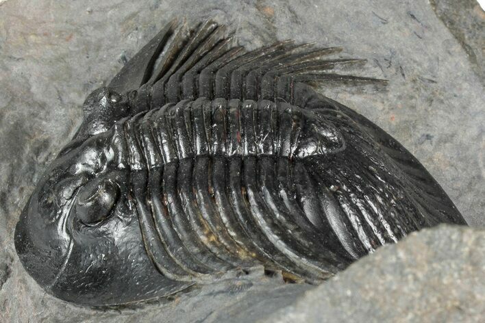 Rare Platyscutellum Massai Trilobite - Morocco #355772